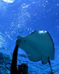 I took this upward shot of a diver feeding a stingray at ... by Robyn Churchill 